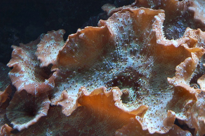 Corals 3 - ID: 5410393 © Mike D. Perez