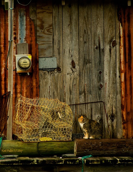 Dockside Kitty - Kirk Pullen Photography