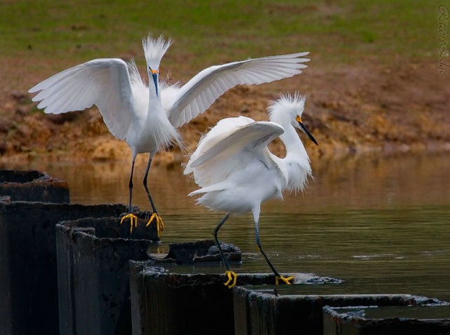 A Snowy Ballet