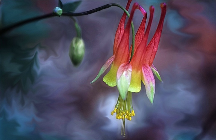 Wild Columbine - ID: 5418052 © Donald R. Curry