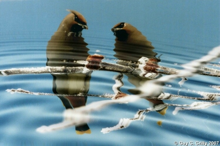 Cedar Waxwing Reflections