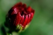 Red bud
