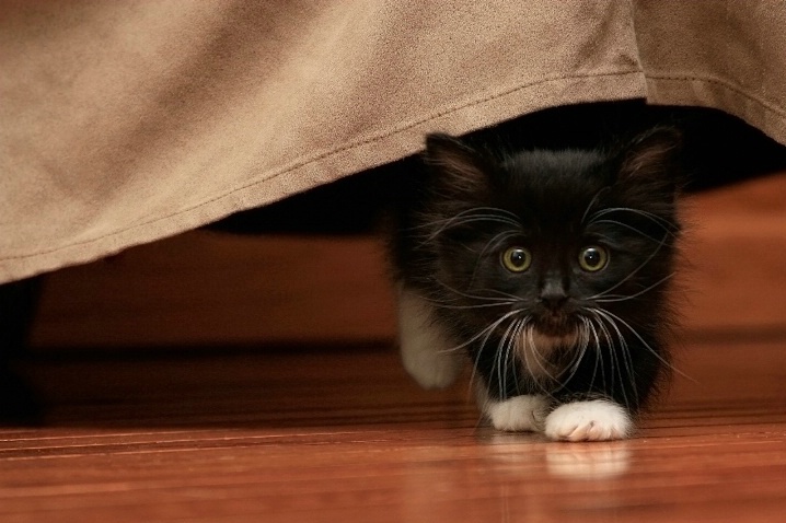 Peek-A-Boo Kitten
