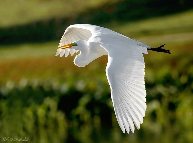 Flight Of The Great White