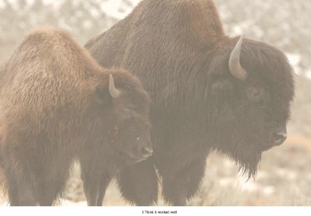 Bison in the Fog