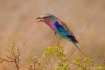 Lilac-Breasted Ro...