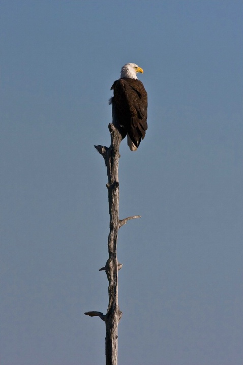 Regal Eagle, Blackwater NWR - ID: 5423432 © Richard S. Young