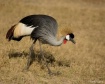 Crowned Crane