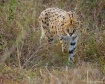Stalking Serval