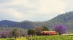 Vineyard Hunter V...