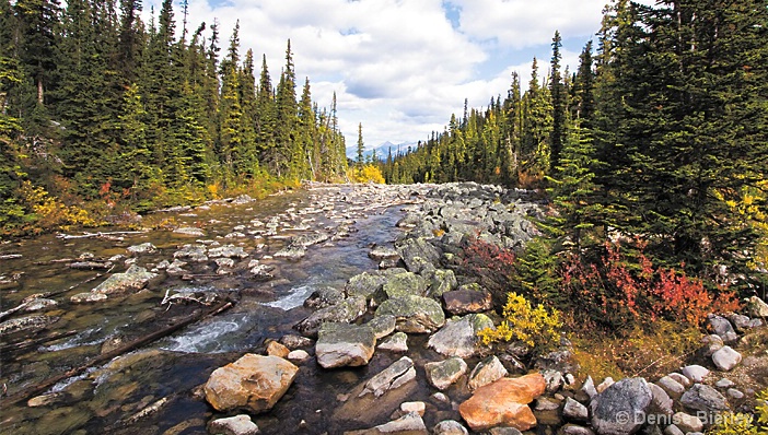 Autumn Stream, Jasper - ID: 5424222 © Denise Bierley