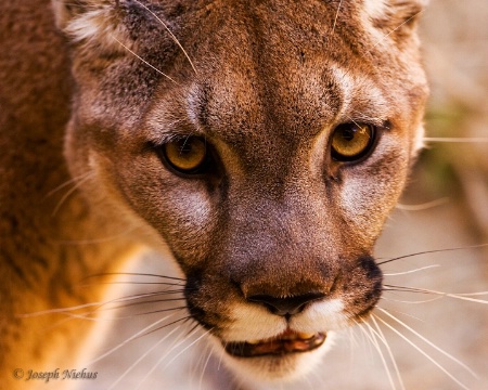 Cougar (Up close and personal)