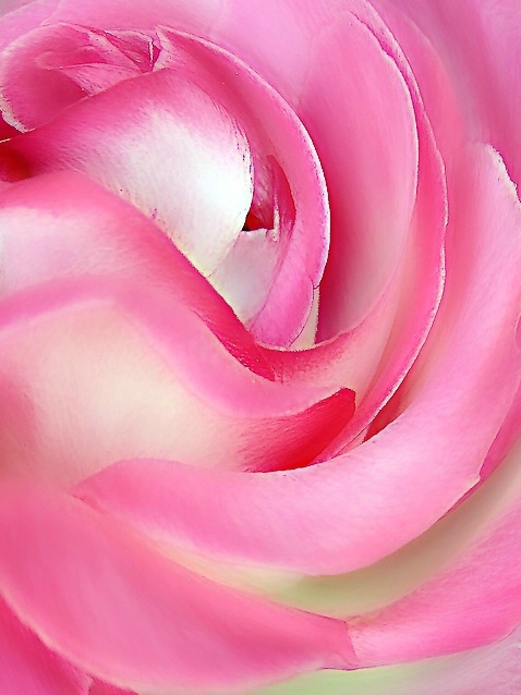 Twirled Rose