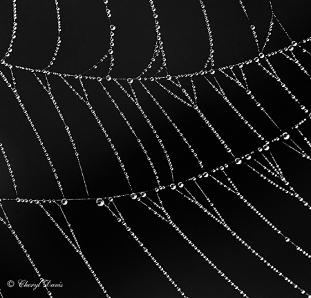 WEB  DESIGN