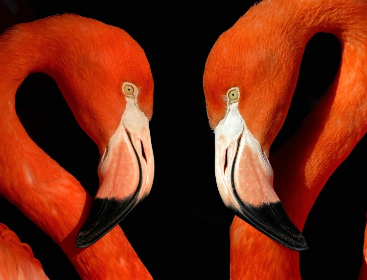 Flamingos Face to Face