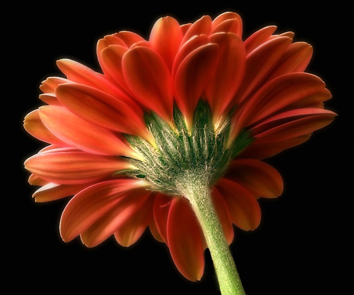 gerbera orange