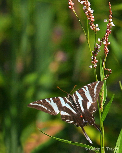 Flight of the Zebra Swallowtail