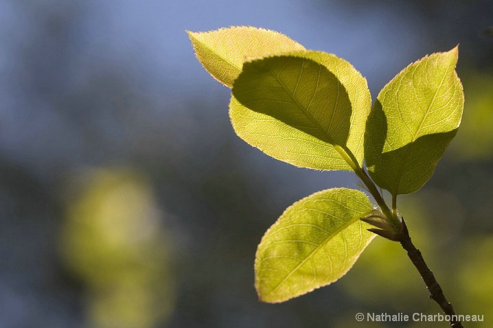 Yellow Leaves