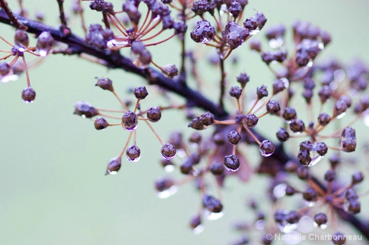 Winter Flowers