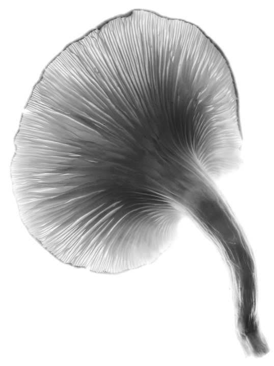 Oyster Mushroom, v.1