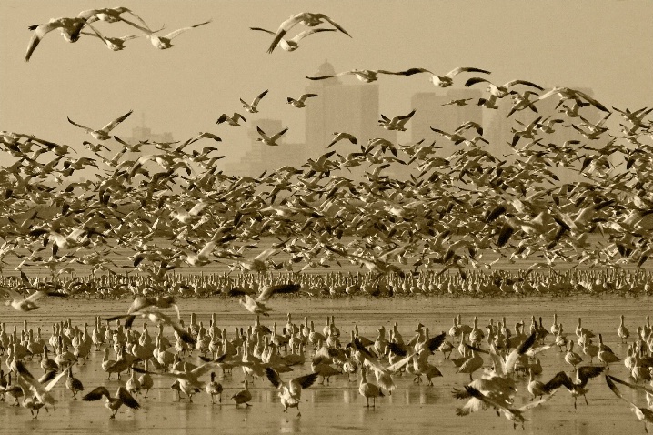 Snow Geese Display