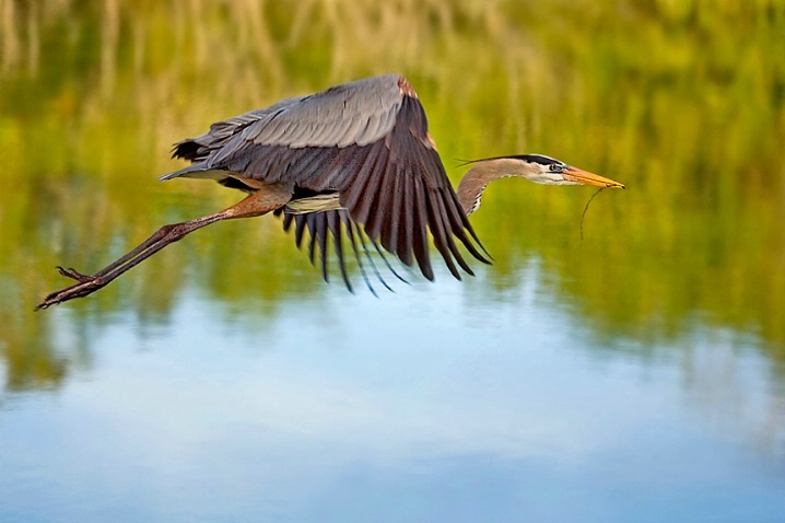 Flight of the Heron