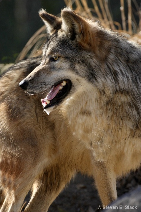 Mexican Wolf (Captive)
