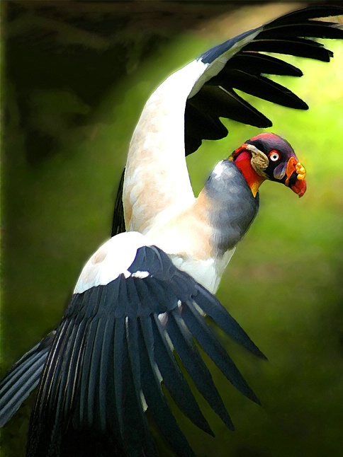 Vulture Attack