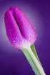 A Passion for Pur...