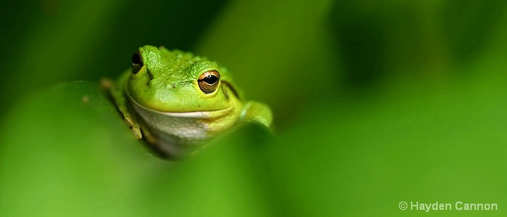 little green frog