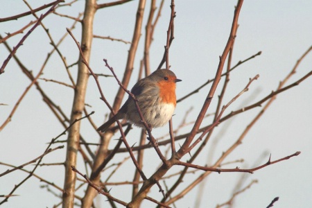 Robin 1