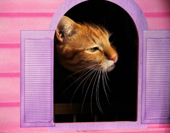 Feline Window