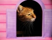 Feline Window