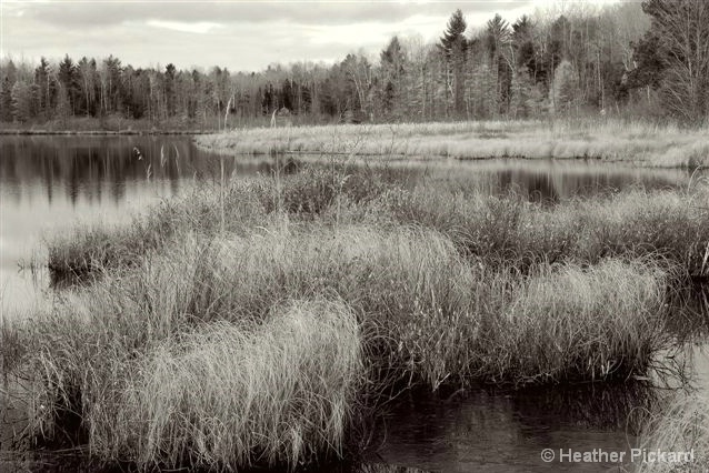 Pond Grasses - B&W