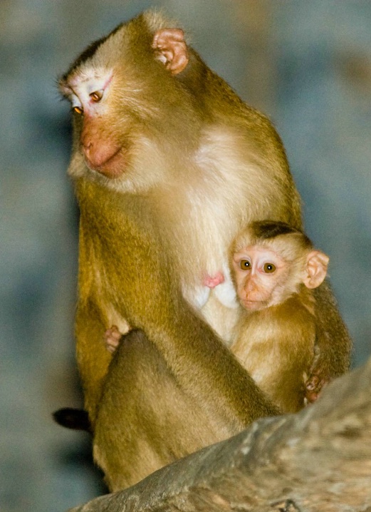 Mother & Baby Monkey