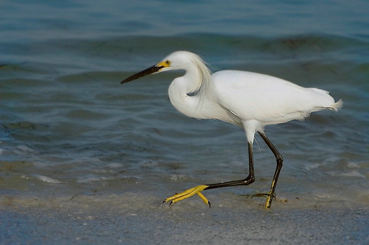 A Walk Along the Beach