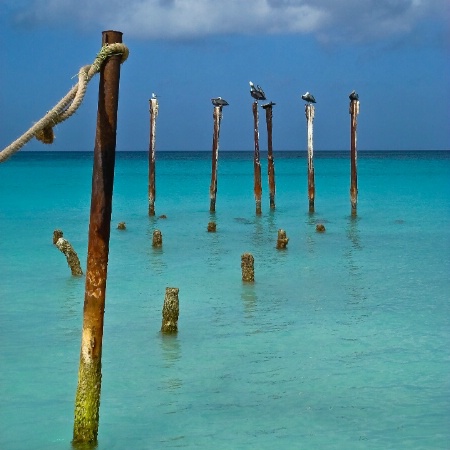 Pelican Sentinels, Druif Beach, Aruba
