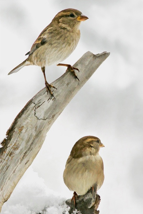 The Morning After - ID: 5441487 © Laurie Daily