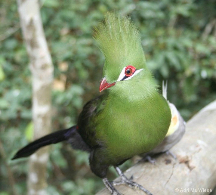 Knysna Loerie