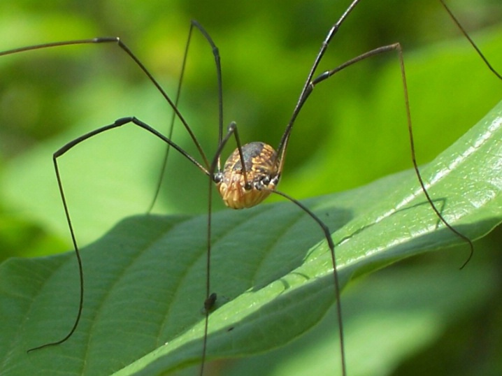 Itsy Bitsy Spider! - ID: 5441818 © Kim L. Ludwig