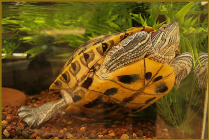 Slow As A Turtle - ID: 5441916 © Kim L. Ludwig