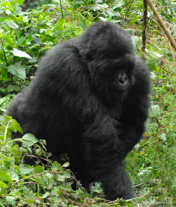 Mountain Gorilla, Rwanda, Africa 2007 - ID: 5450009 © Donald J. Comfort