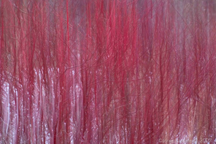 Red Osier Dogwoods