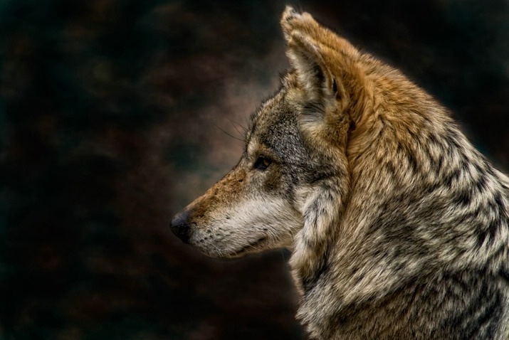 Mexican Wolf