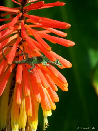 Sitting On a Red Hot Poker