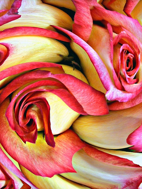 Twirled Roses
