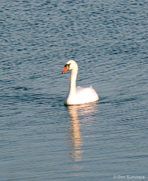 Swan, Cape May, NJ 2006 - ID: 5453556 © Donald J. Comfort