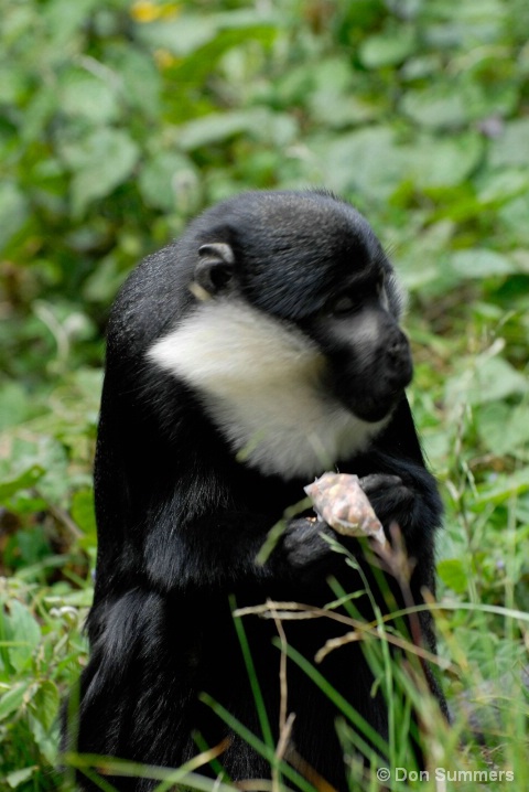 Gibbon, Rwanda, Africa 2007 - ID: 5454111 © Donald J. Comfort