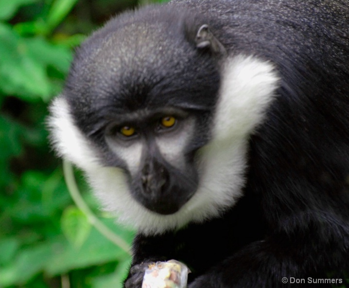 Gibbon, Rwanda, Africa 2007 - ID: 5454113 © Donald J. Comfort
