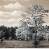 © Thomas A. Statas PhotoID # 5455239: Cypress Swamp - Infrared